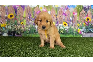 Jynx - Golden Retriever for sale