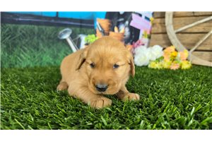 James - puppy for sale