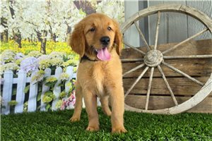 Josiah - Golden Retriever for sale