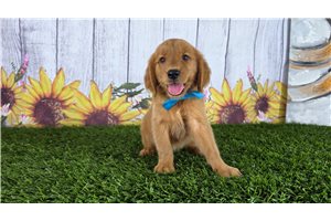 Pirate - Golden Retriever for sale