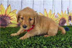 Polly - Golden Retriever for sale