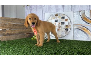 Phineas - Golden Retriever for sale