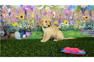 Happy - Golden Retriever for sale