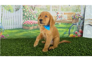 Pirate - Golden Retriever for sale
