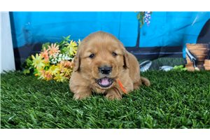 Phineas - puppy for sale