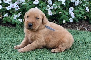 Piper - puppy for sale