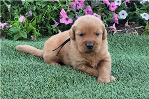 Puck - puppy for sale