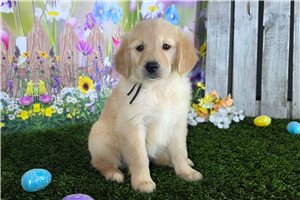 Happy - Golden Retriever for sale