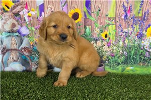 James - Golden Retriever for sale