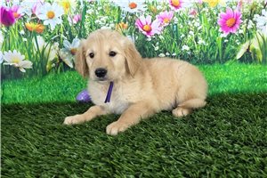 Harmony - Golden Retriever for sale