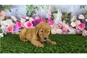 Nuroo - Golden Retriever for sale