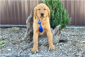 Milo - Golden Retriever for sale