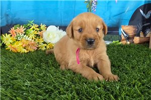 Peaches - Golden Retriever for sale
