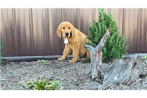Edmund - Golden Retriever for sale