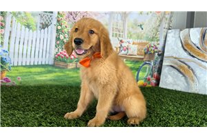 Phineas - Golden Retriever for sale