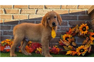 Ezekiel - puppy for sale