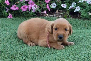 Paloma - puppy for sale