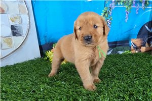 Porter - puppy for sale