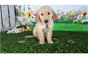 Hanson - Golden Retriever for sale