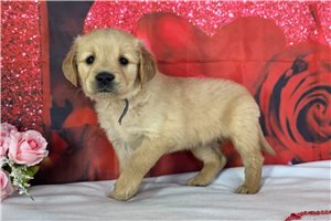 Hannah - Golden Retriever for sale