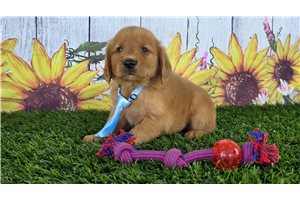 Pirate - Golden Retriever for sale