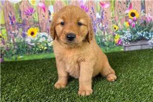 Julia - Golden Retriever for sale