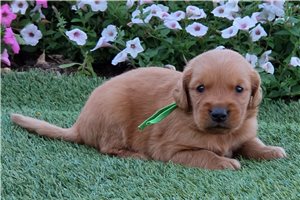 Pixie - puppy for sale
