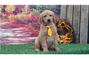 Monroe - puppy for sale