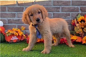 Eddy - puppy for sale