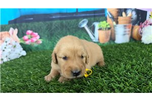 Jynx - Golden Retriever for sale