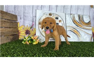 Pirate - Golden Retriever for sale