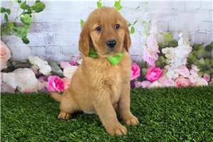Jenson - Golden Retriever for sale
