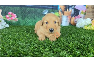 Julia - puppy for sale