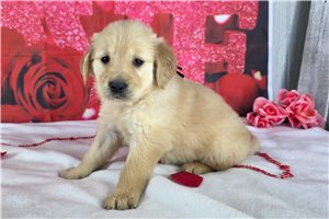 Happy - puppy for sale