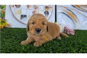 Naveen - puppy for sale