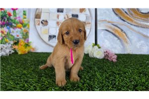 Natalie - puppy for sale