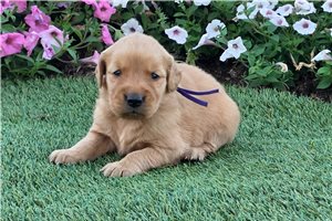 Penny - puppy for sale