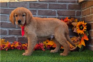 Echo - puppy for sale