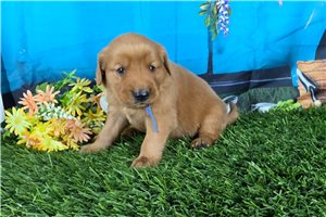 Pirate - puppy for sale