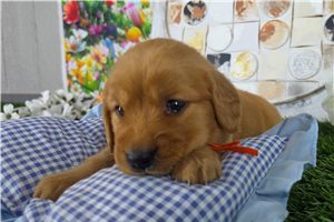 Nyla - Golden Retriever for sale