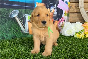 Jenson - puppy for sale