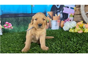 Jesse - Golden Retriever for sale