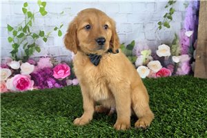 Josiah - Golden Retriever for sale