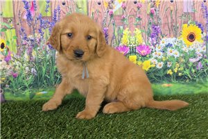 Jesse - Golden Retriever for sale