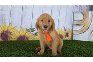 Phineas - Golden Retriever for sale