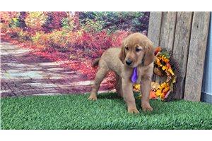 Ezra - puppy for sale