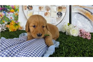Nash - puppy for sale