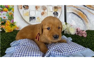 Nuroo - Golden Retriever for sale