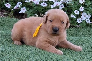 Pumpkin - puppy for sale