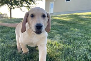 Wilma - Labrador Retriever for sale